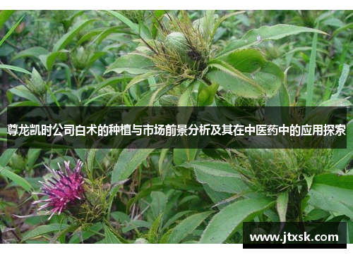尊龙凯时公司白术的种植与市场前景分析及其在中医药中的应用探索