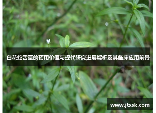 白花蛇舌草的药用价值与现代研究进展解析及其临床应用前景